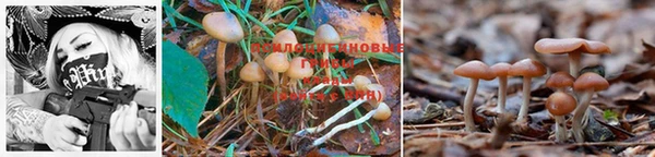 PSILOCYBIN Аркадак